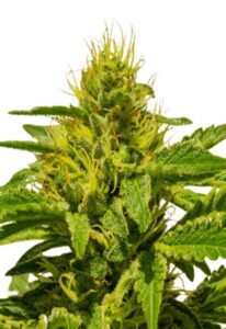 Cataract Kush Feminized Marijuana Seeds
