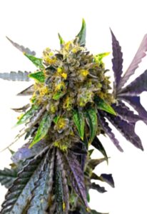 Cement Shoes Feminized Marijuana Seeds