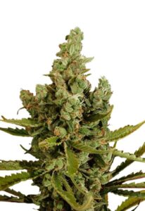 Cheese Autoflower Marijuana Seeds