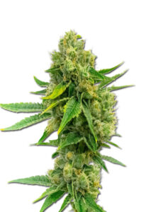 Cheese Diesel Feminized Marijuana Seeds