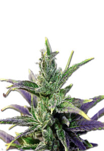 Cherry Blossom Feminized Marijuana Seeds