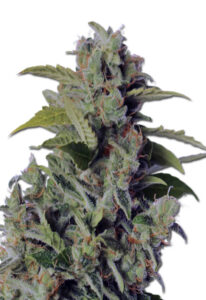 Cherry Kush Autoflower Marijuana Seeds