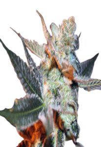 Cherry Lemonade Feminized Marijuana Seeds