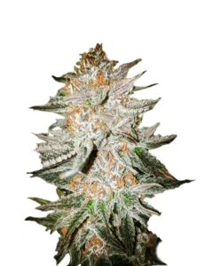 Cherry Punch Feminized Marijuana Seeds