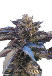 Chocolate Gelato Feminized Marijuana Seeds