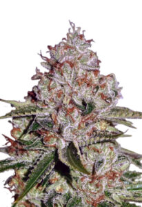Chocolate Pudding Fast Version Marijuana Seeds