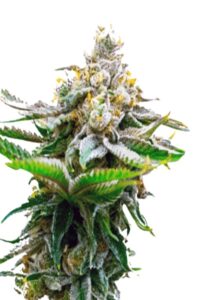Chronic Widow Feminized Marijuana Seeds
