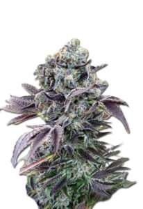 Chunky Monkey Feminized Marijuana Seeds