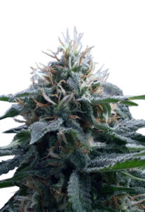 Church OG Autoflower Marijuana Seeds