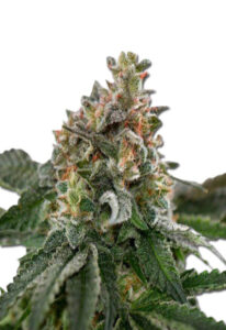 Clementine Feminized Marijuana Seeds