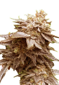 Cola Kush Fast Version Marijuana Seeds
