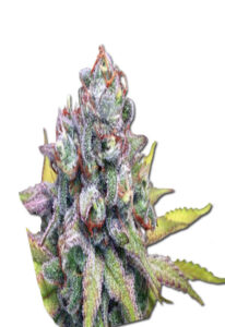 Cookie Crumble Feminized Marijuana Seeds