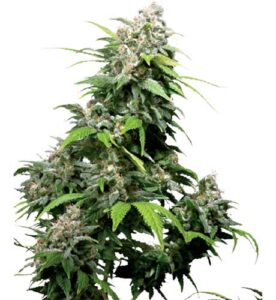Cookie Monster Feminized Marijuana Seeds