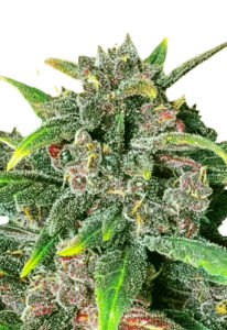 Corona Kush Feminized Fast Version Marijuana Seeds