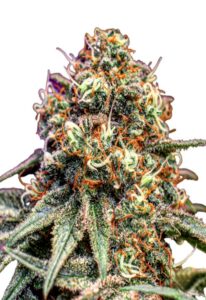 Cotton Candy Feminized Marijuana Seeds