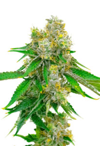 Cream Autoflower Marijuana Seeds
