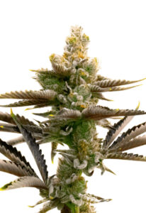 Cream Candy Autoflower Marijuana Seeds