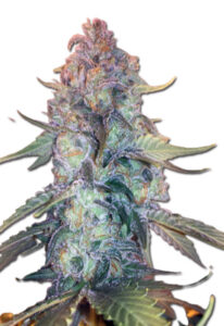 Creamsicle Feminized Marijuana Seeds