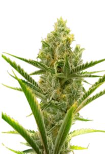 Critical 2.0 Feminized Marijuana Seeds