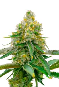 Critical 47 Feminized Marijuana Seeds