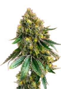 Critical+ Feminized Marijuana Seeds
