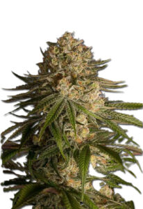 Critical Kush Feminized Marijuana Seeds