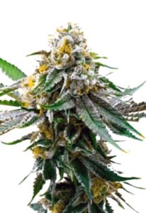 Critical Northern Lights Feminized Marijuana Seeds