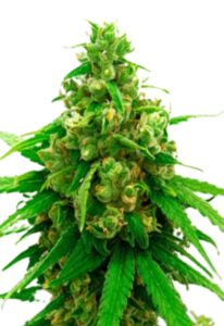 Critical Widow Feminized Marijuana Seeds