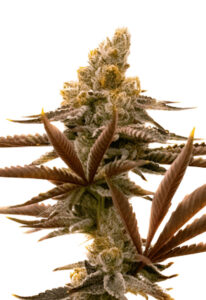 Critical Fast Bud Autoflower Marijuana Seeds