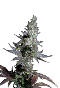 Crushed Grapes Feminized Marijuana Seeds