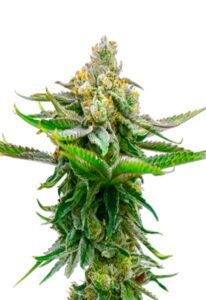 Devil XXL Autoflower Marijuana Seeds