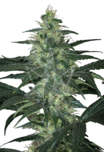 Diamond Girl Feminized Marijuana Seeds