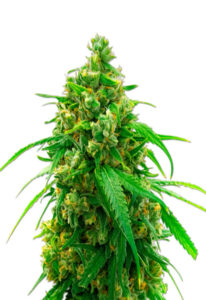 Diesel Autoflower Marijuana Seeds