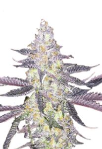 Dolato Feminized Marijuana Seeds