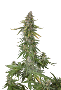 Double-Scoop Feminized Marijuana Seeds