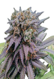 Dragon Fruit Feminized Marijuana Seeds