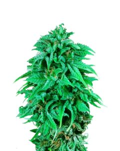 Durban Poison Regular Marijuana Seeds