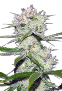 Dutch Crunch Feminized Marijuana Seeds