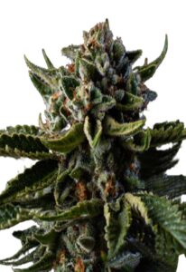 Dutch Treat Autoflower Marijuana Seeds