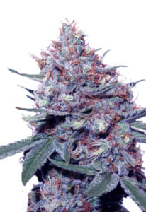 Dwarf King Autoflower Marijuana Seeds