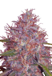 Early Feminized Fast Version Marijuana Seeds