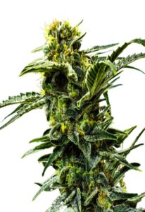 Early Girl Feminized Marijuana Seeds