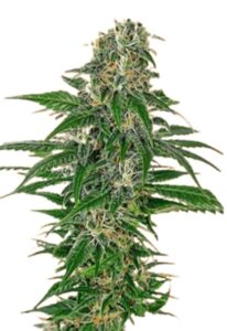 Early Skunk Feminized Marijuana Seeds