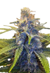 East Coast Alien Fast Version Marijuana Seeds