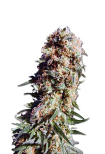 Electric Berry Feminized Marijuana Seeds