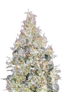 Exodus Cheese Feminized Marijuana Seeds