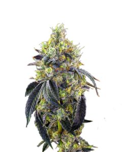 Fatso Feminized Marijuana Seeds