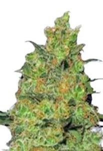 Fire OG Feminized Marijuana Seeds