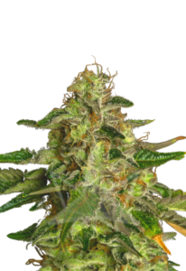 Flower Bomb Kush Feminized Marijuana Seeds