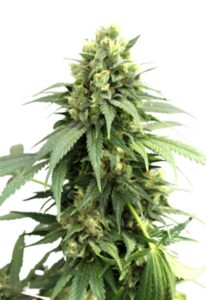 Fresh Candy Autoflower Marijuana Seeds